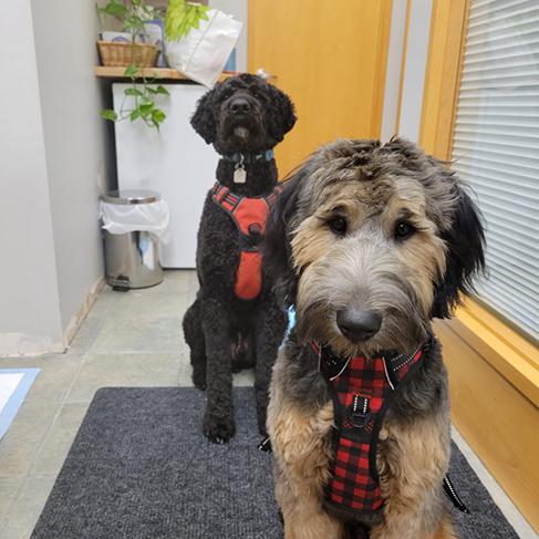 Dogs Shadow and Kasper.